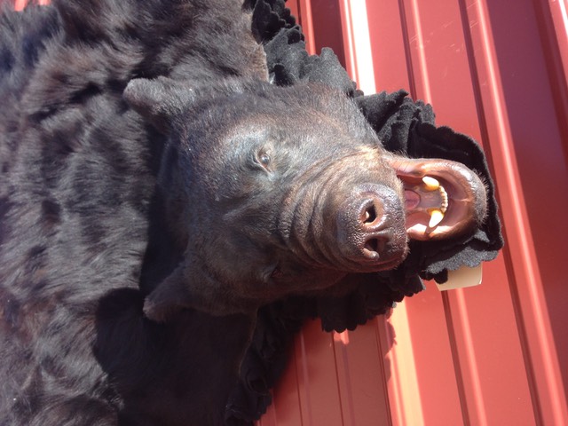 Heads & Tails Taxidermy-9-2